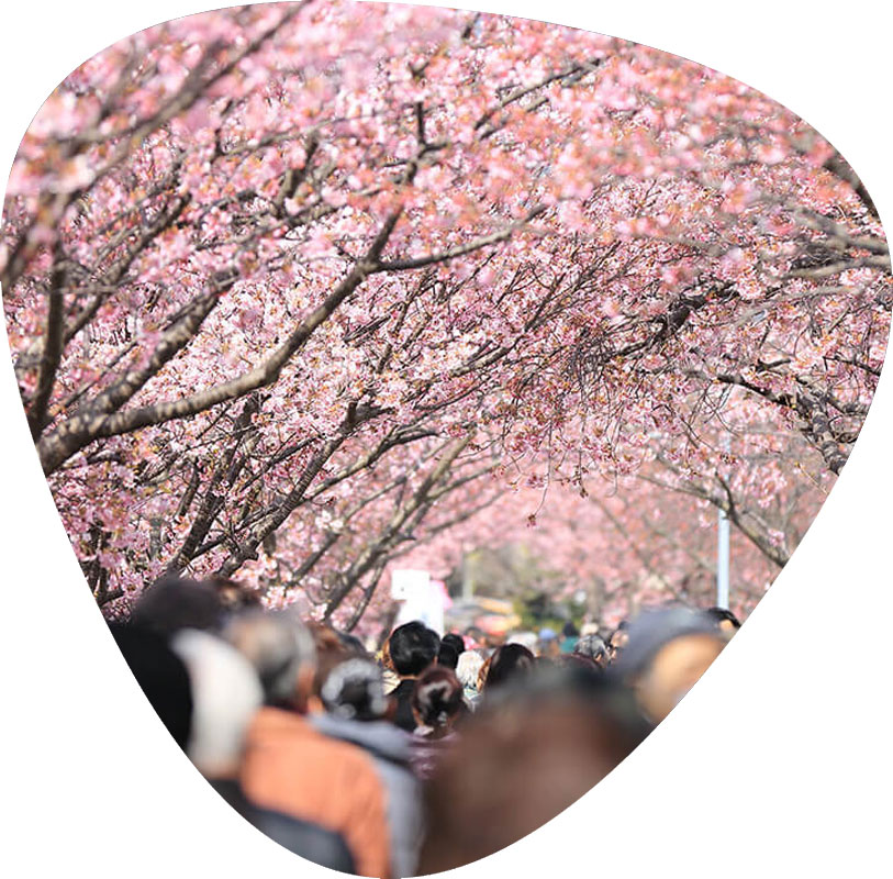 https://etudieraujapon.fr/wp-content/uploads/2022/06/japon-printemps-sakura-touriste-visa-pvt-vacances-travail-etudes-japonais.jpg